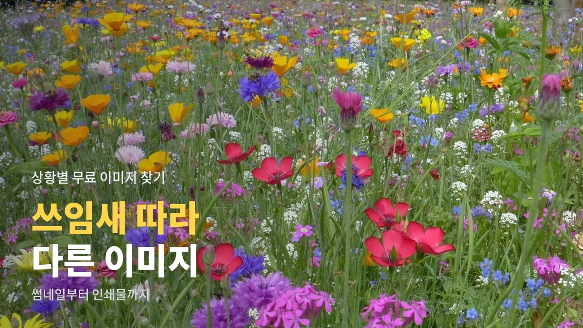 여러 색 꽃이 핀 들판